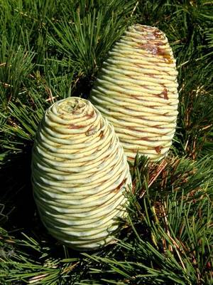 CEDRUS LIBANI